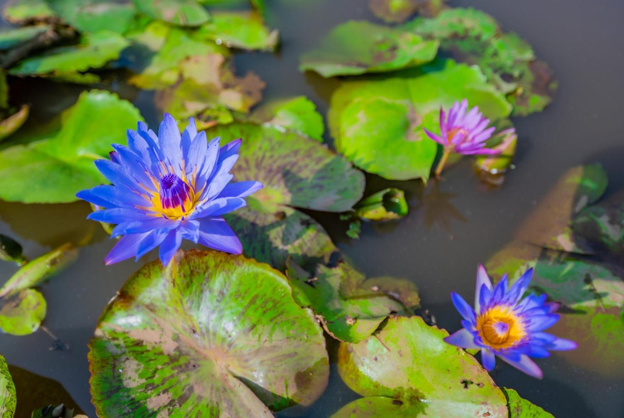 Lotus Leaf Ξενοδοχείο Pali  Εξωτερικό φωτογραφία