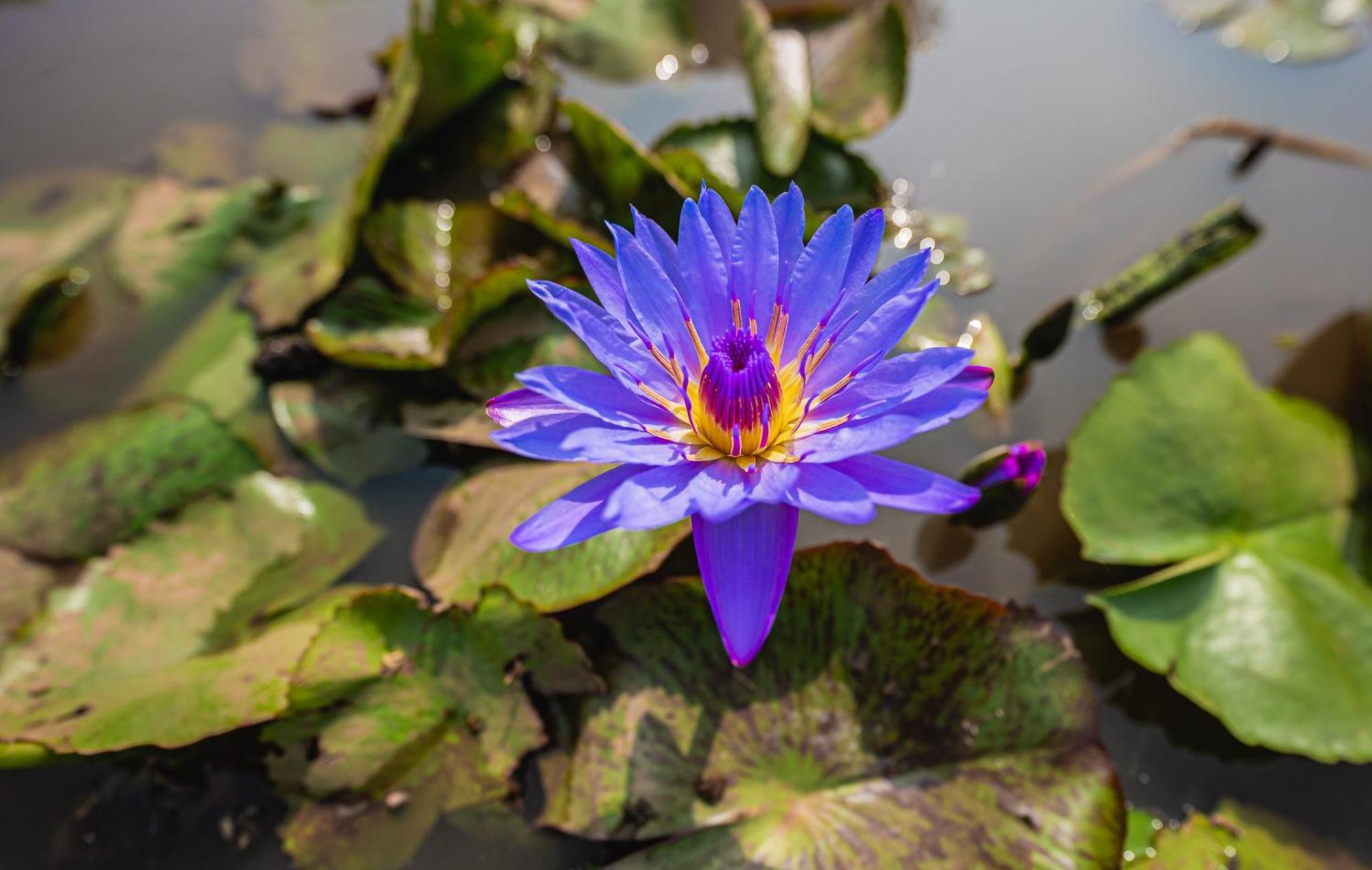 Lotus Leaf Ξενοδοχείο Pali  Εξωτερικό φωτογραφία