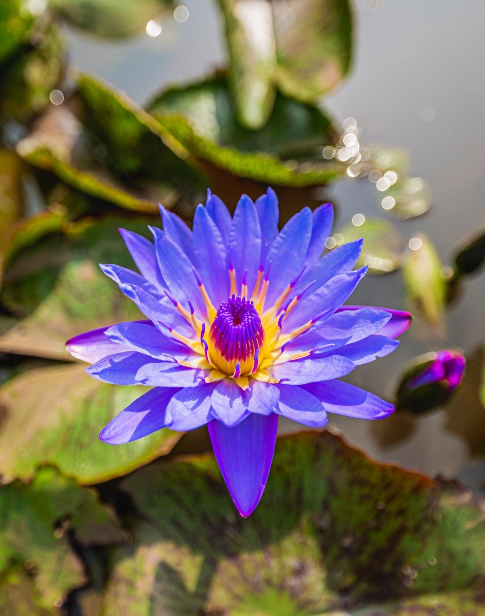 Lotus Leaf Ξενοδοχείο Pali  Εξωτερικό φωτογραφία